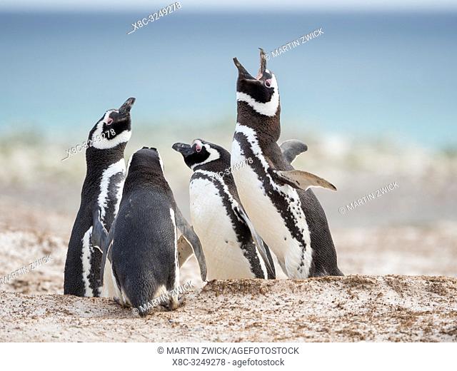 Social interaction and behaviour in a group. Magellanic Penguin (Spheniscus magellanicus). South America, Falkland Islands, January