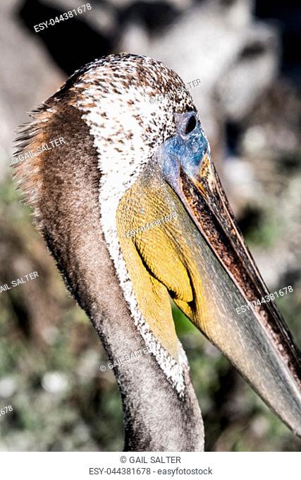 A photograph of a brown pelican close up in Pismo Beach, California in the morning