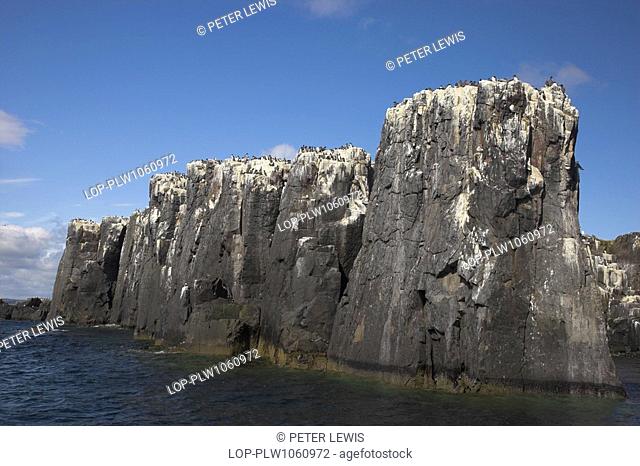 England, Northumberland, Farne Islands, Guillemots Uria aalge and Kittiwakes Larus tridactyla on rock stacks in the Farne Islands