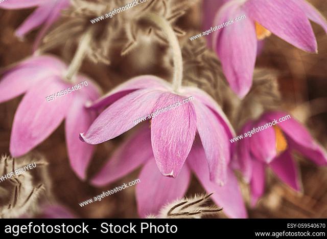 Toned Photo Beautiful Wild Spring Pink Purple magenta Flowers. Flowering Blooming Plant