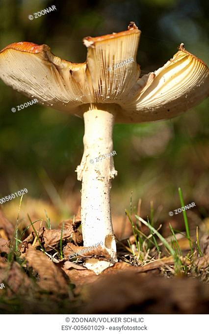 fly agaric, mushroom