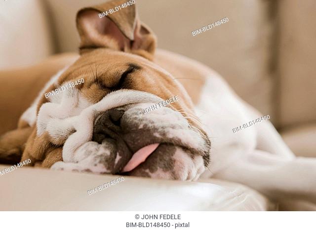 English bulldog sleeping on sofa