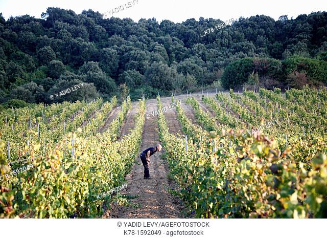 Vineyard at the Supramonte mountain range, Nuoro Province, Sardinia, Italy