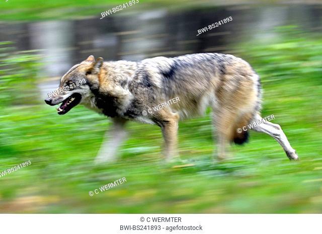 European gray wolf Canis lupus lupus, running through the forest, Germany