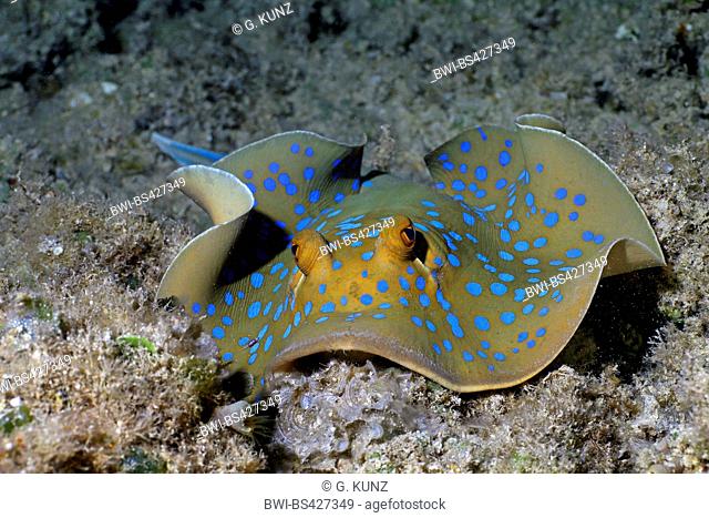 Ribbontail stingray, blue-spotted stingray, blue-spotted lagoonray, fantail, bluespotted ribbontail ray (Taeniura lymma), at sea bottom, Egypt, Red Sea
