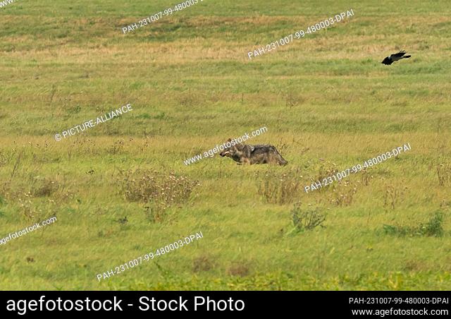 07 October 2023, Saxony-Anhalt, Bad Schmiedeberg: 07.10.2023, Bad Schmiedeberg. A free-living adult wolf (Canis lupus) runs in broad daylight across a meadow...