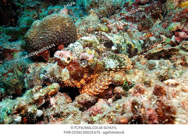 Tassled Scorpionfish Scorpaenopsis oxycephala Camouflaged on coral reef, Maldives