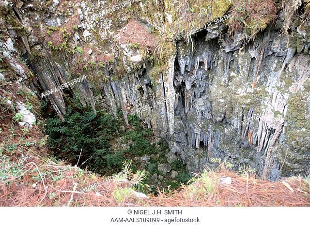 Sinkhole in Hispaniolan pine (Pinus occidentalis) forest. Parc National La Visite, Haiti, 3-4-13