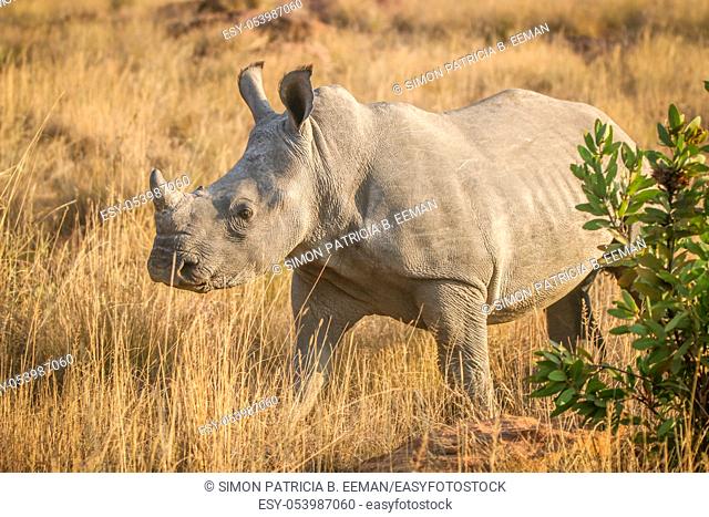 Young white rhino standing in the grass, South Africa