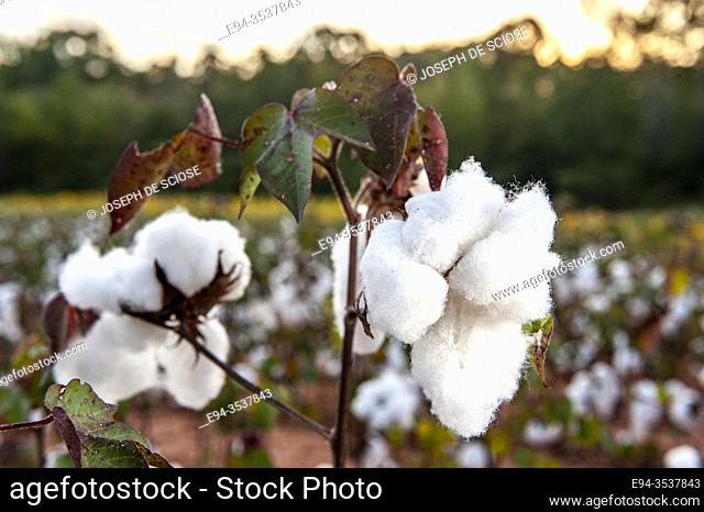 Mature cotton plants before picking, Alabama, USA