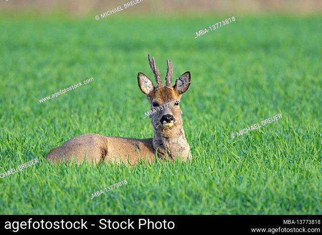 Resting roebuck (Capreolus capreolus) on a grain field, spring, April, Hesse, Germany