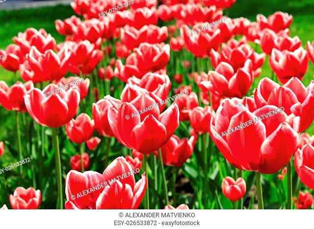 a lot of beautiful red tulips on the flower-bed
