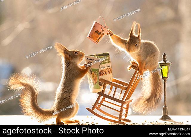 red squirrel is standing on a rocking chair another holding a newspaper