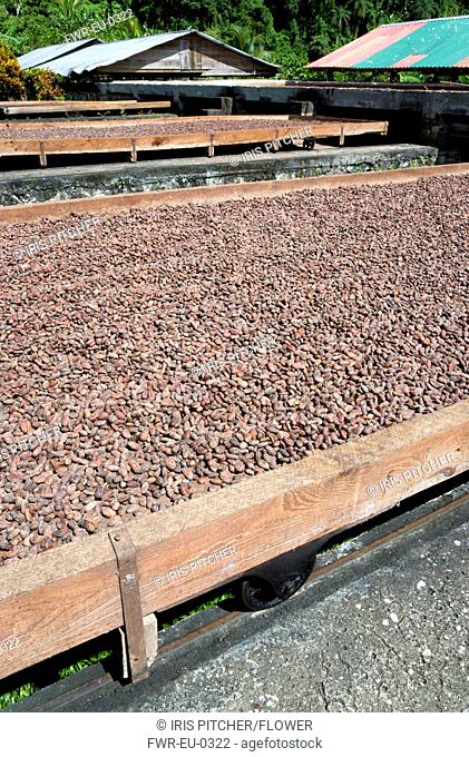 West Indies, Windward Islands, Grenada, Cocoa beans drying in the sun on retractable racks under the drying sheds at Belmont Estate plantation in St Patrick...