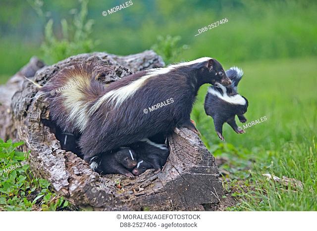 United States, Minnesota, Striped Skunk Mephitis mephitis, mother and babies, the mother carries a small holding him by the neck