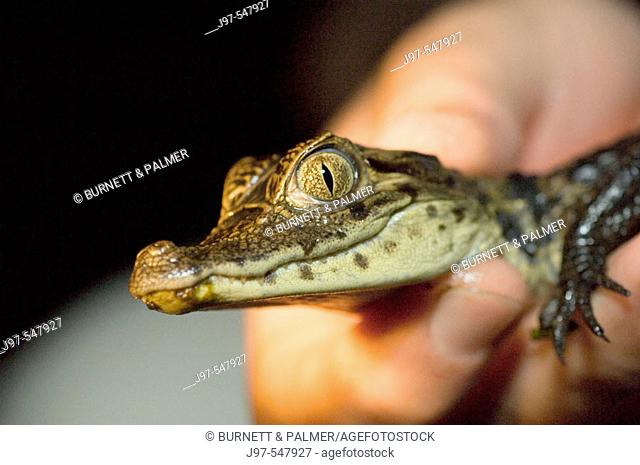 A river guide from Rio Indio Adventure Lodge, hold a baby crocodile, Crocodylus acutus, he just captured during a night out on the river