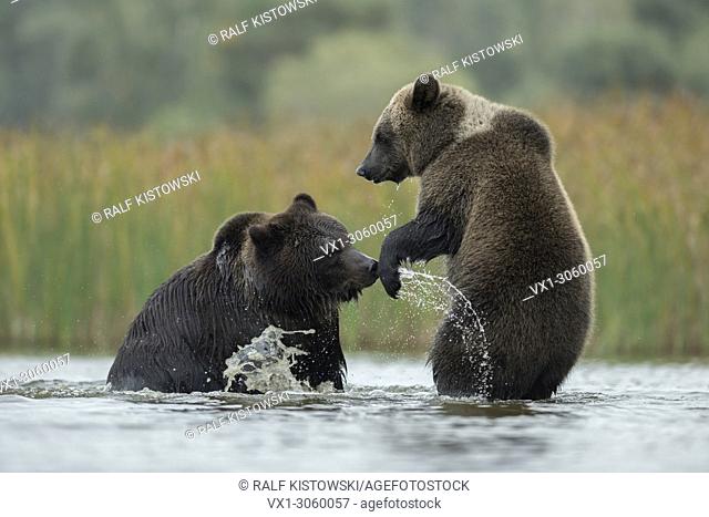 Brown Bears (Ursus arctos) fighting, struggling, playful fight, standing on hind legs in the shallow water of a lake, Germany, Europe
