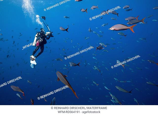 Scuba Diver and Pacific Creolefish, Paranthias colonus, Socorro, Revillagigedo Islands, Mexico