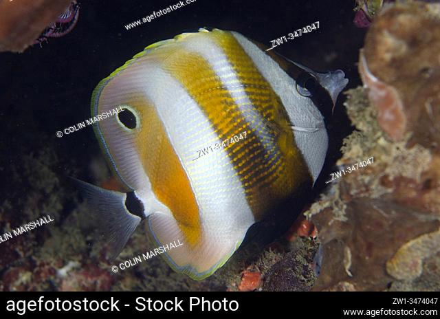 Orange-banded Coralfish (Coradion chrysozonus, Chaetodontidae Family), Sampiri 3 dive site, Bangka Island, north Sulawesi, Indonesia, Pacific Ocean