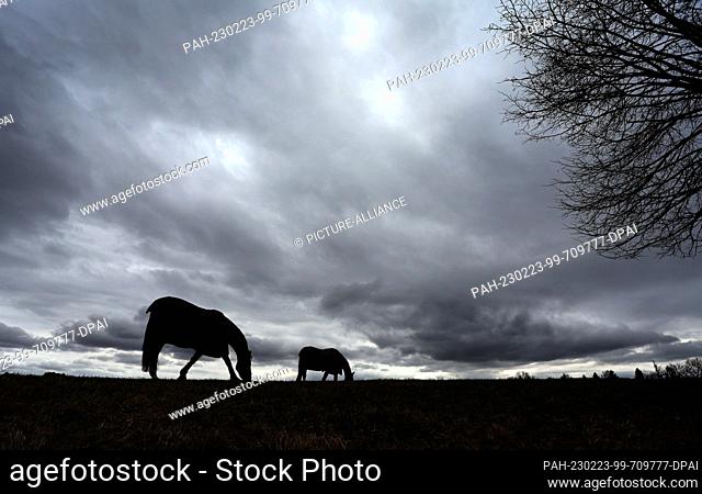 23 February 2023, Bavaria, Bernbeuren: Horses grazing on a meadow on the edge of the Alps under the thickly clouded sky. Photo: Karl-Josef Hildenbrand/dpa
