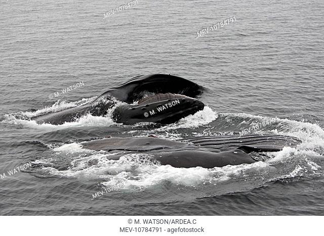 Humpback Whale - Surface feeding (Megaptera novaeangliae)