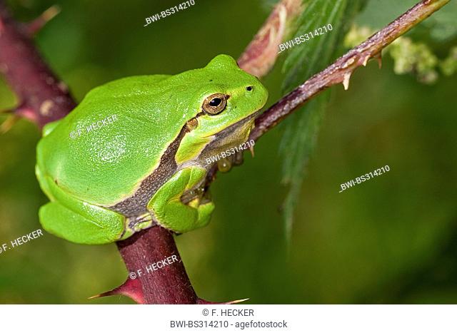European treefrog, common treefrog, Central European treefrog (Hyla arborea), sunning on a bramble twig, Germany