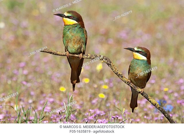 European Bee-eaters Merops apiaster  Pair perched close together on branch  Malaga, Andalucia, Spain
