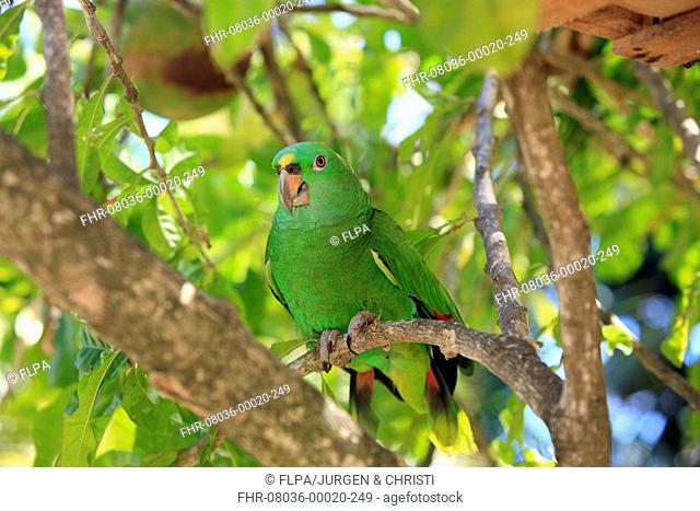 Yellow-naped Amazon Parrot Amazona ochrocephala auropalliata adult, perched on branch, Roatan, Honduras