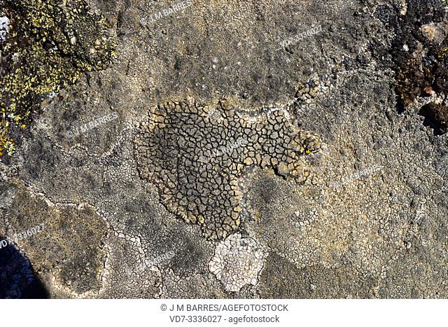 Acarospora fuscata is a crustose lichen. This photo was taken in Arribes del Duero Natural Park, Zamora province, Castilla-Leon, Spain