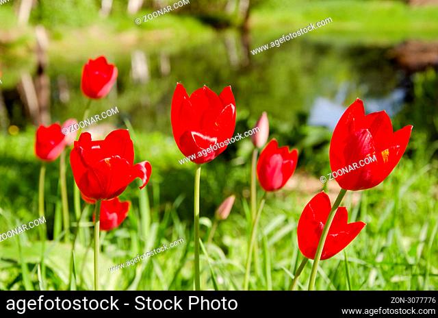Red tulips in spring. Natural garden floral backdrop