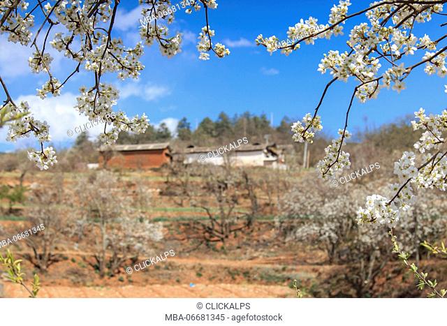 Pear Trees in full bloom near the village on Heqing, Yunnan in China