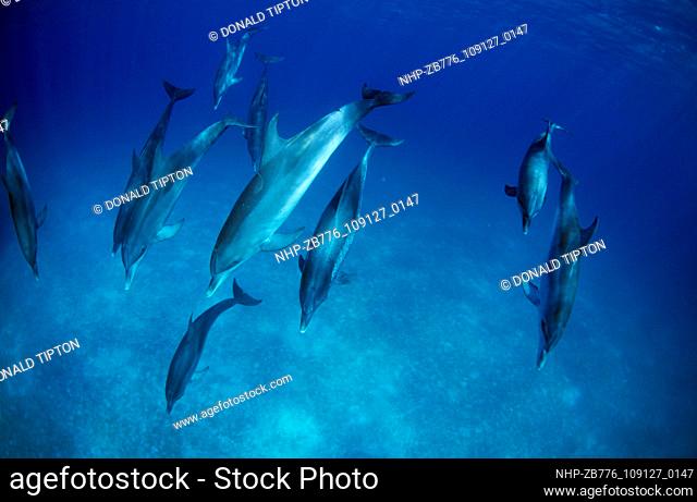 Pod of Atlantic Spotted Dolphins , Bahamas near Bimini Date: 16/10/2003  Ref: ZB776-109127-0147  COMPULSORY CREDIT: Oceans Image/Photoshot
