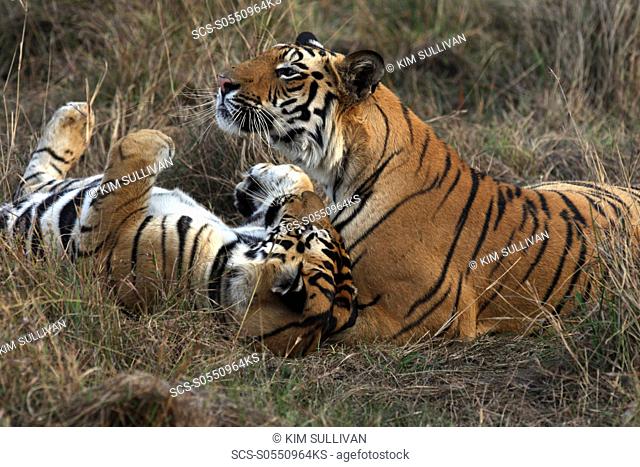 Bengal Tigers Panthera tigris tigris, wild adult males, critically endangered Bandhavgarh Tiger Reserve, India