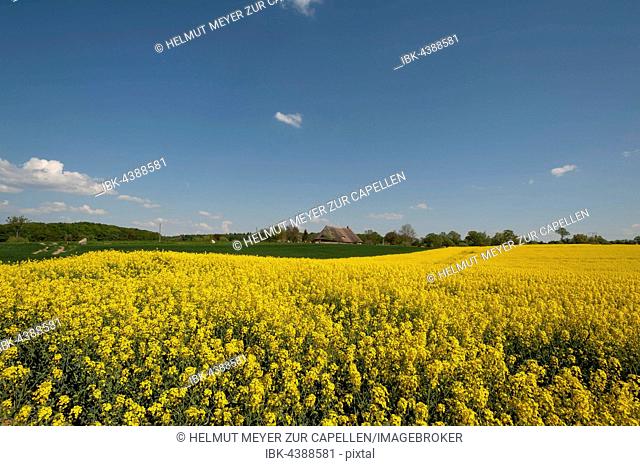 Blooming rapeseed field (Brassica napus), blue cloudy sky, rear thatched farmhouse, Mecklenburg-Western Pomerania, Germany