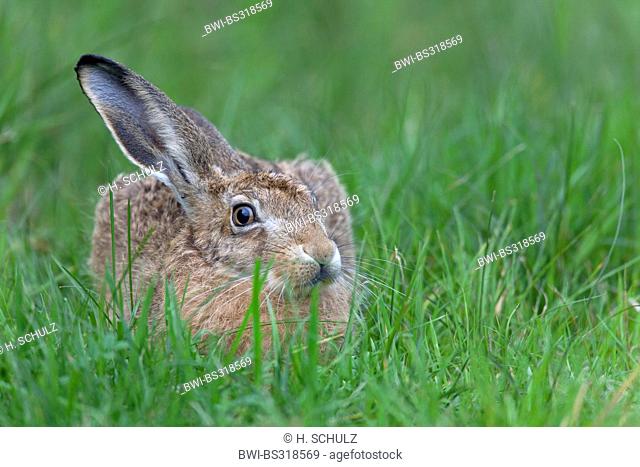 European hare, Brown hare (Lepus europaeus), sitting in a meadow, Germany, Schleswig-Holstein