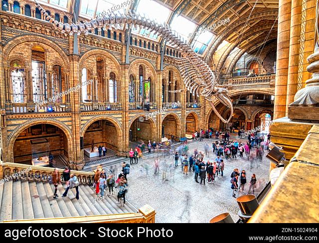 London, United Kingdom - April 17, 2019 - The interior of Natural History Museum and and whale skeleton in London, United Kingdom