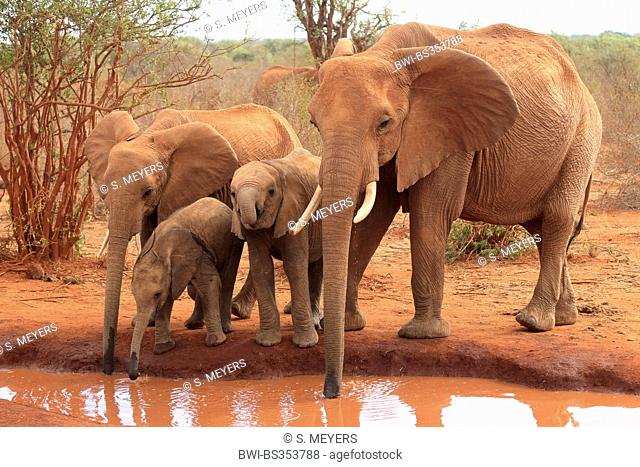 African elephant (Loxodonta africana), herd of elephants at waterhole, Kenya, Tsavo East National Park