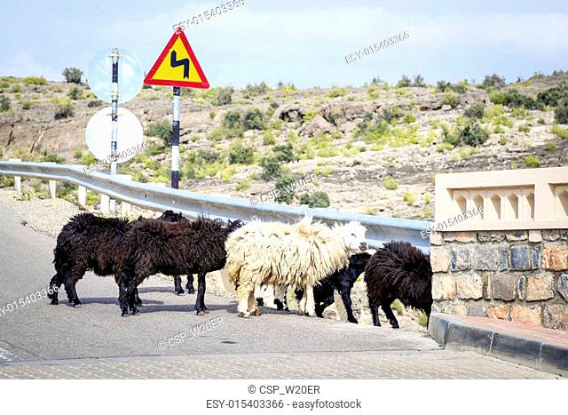 Sheeps Oman