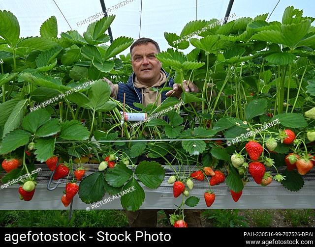 16 May 2023, Brandenburg, Pillgram: Matthias Jahnke, managing director of the Patke Winery, shows a small container of ichneumon wasps in a greenhouse among...