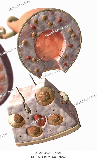 Seminiferous tubules of the testes