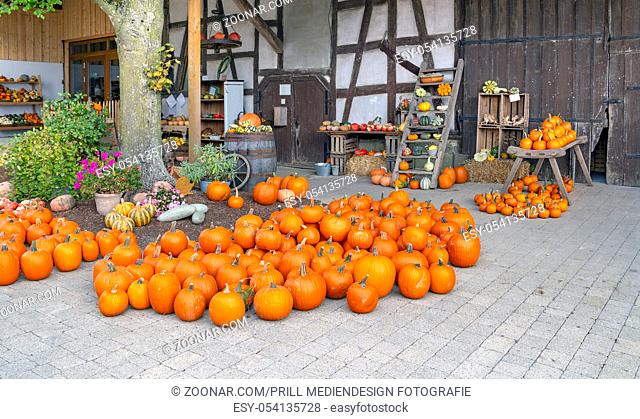 autumnal arrangement of various pumpkins in rustic ambiance