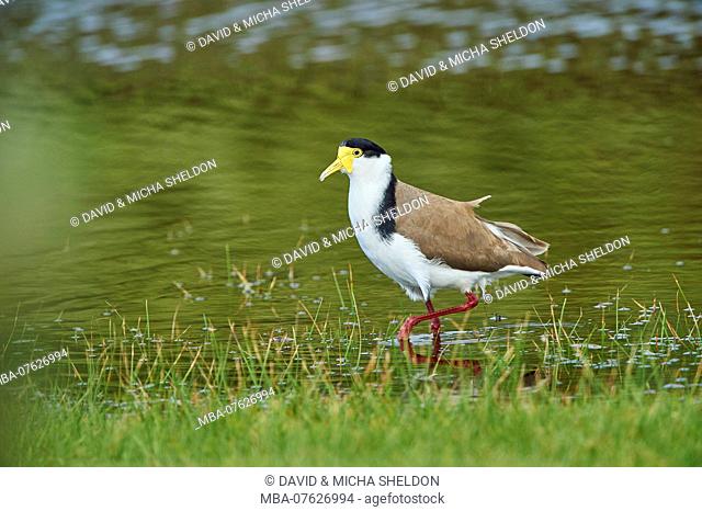Masked lapwing (Vanellus miles), close-up, shore, side view, standing, wildlife, Victoria, Australia