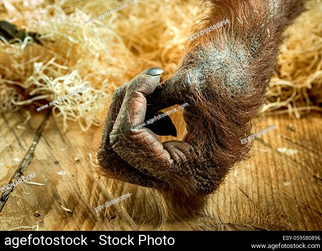 Hand of female orangutan living indoors in captivity in a zoo