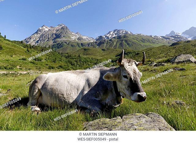 Austria, Vorarlberg, Montafon, Cow sitting on eadow, Lobspitzen mountains in backbround