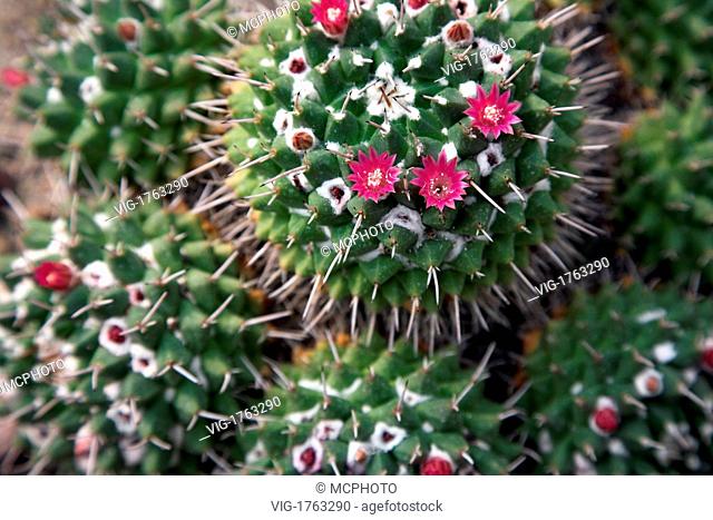 Flowering Cactus close up - 07/05/2006
