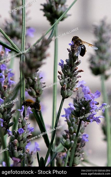 02 August 2020, Lower Saxony, Brunswick: A dark bee (Apis Mellifera Mellifera) is looking for food on a lavender flower (Lavandula angustifolia)