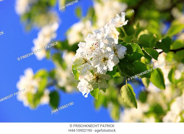 Agrarian, branch, knot, tree, pear tree, pear, pears, leaves, blossom, flourish, flower, splendour, detail, flora, spring, sky, pomes, pomes plants, agriculture