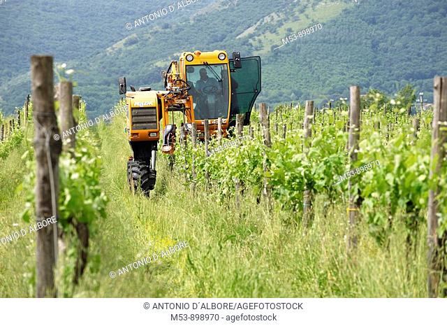 farmer operate wire lifter tractor in a vineyard  dugenta  province of benevento  campania  italy  europe