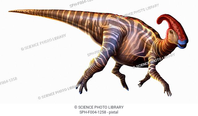 Parasaurolophus 'near-crested lizard', first described in 1922, was a dinosaur that lived at the end of the Cretaceous period, around 70 million years ago