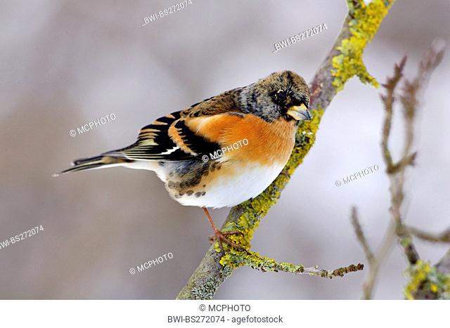 brambling Fringilla montifringilla, male sitting on a branch in winter, Germany